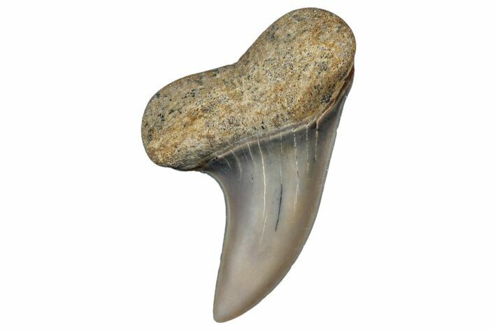 Fossil Shark Tooth (Carcharodon planus) - Bakersfield, CA #306789